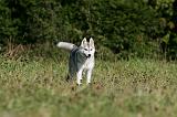 SIBERIAN HUSKY 881